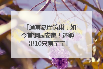 通常悬崖筑巢，如今首钢园安家！还孵出10只萌宝宝